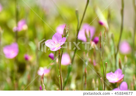 Yuge Shaw blooming in Mitaka Nakahara (Akabana Yuge Shaw) 45884677