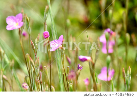Yuge Shaw blooming in Mitaka Nakahara (Akabana Yuge Shaw) Yuge Shaw blooming in Mitaka Nakahara (Akabana Yuge Shaw) 45884680