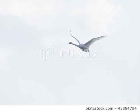 One swan flying in the sky 45884784