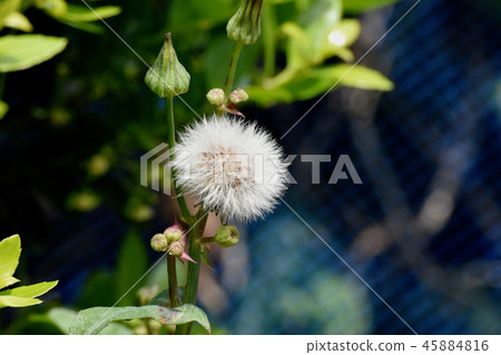 Nogeshi's crown hair blooming in Mitaka Nakahara. 45884816