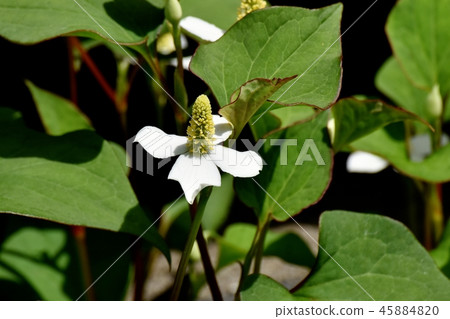 Dokudami flower blooming in Mitaka Nakahara Dokudami flower blooming in Mitaka Nakahara 45884820