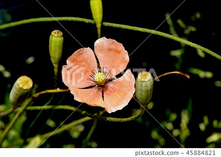 Hinagishi blooming in Mitaka Nakahara Hinagishi blooming in Mitaka Nakahara 45884821