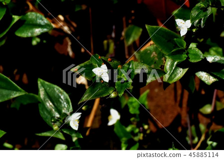 Tokiwa Tsukusa blooms in Mitaka Nakahara 45885114