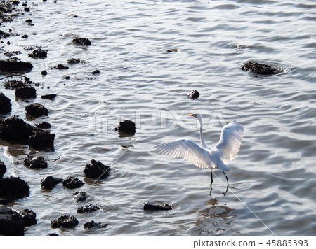 bird at riverside 45885393