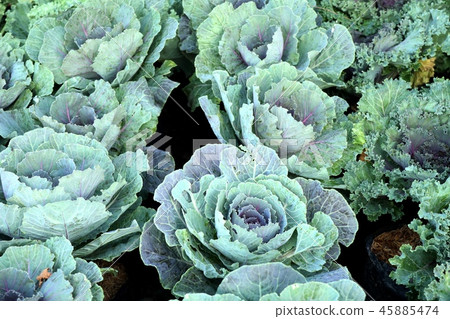 Cabbage garden in tropical 45885474