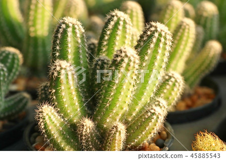 Beautiful cactus in tropical Beautiful cactus in tropical 45885543
