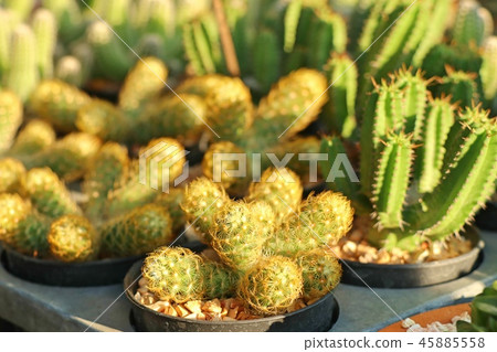 Beautiful cactus in tropical Beautiful cactus in tropical 45885558