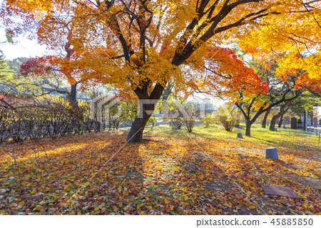 首爾，韓國，昌德宮，舊宮殿 45885850