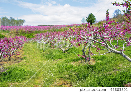 Gyeongsangbuk-do, Yeongdeok, Boksa Flower Village, Boksa Flower Gyeongsangbuk-do, Yeongdeok, Boksa Flower Village, Boksa Flower 45885891