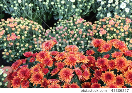 Chrysanthemum flower in tropical Chrysanthemum flower in tropical 45886237