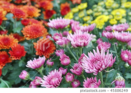 Chrysanthemum flower in tropical Chrysanthemum flower in tropical 45886249