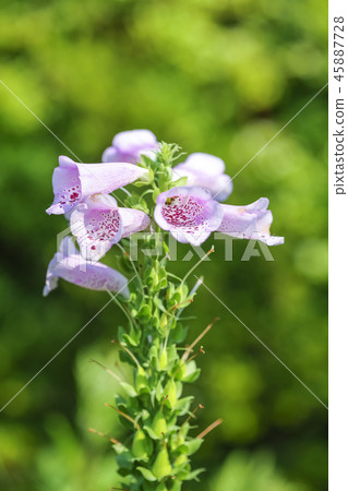 野花、毛地黃 45887728