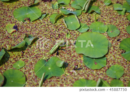 植物, 荷葉 45887730