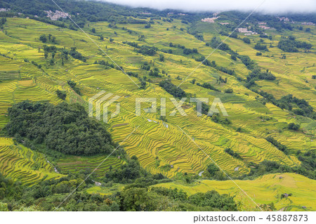 China, Yunnan Province, Mandarin Duck 45887873