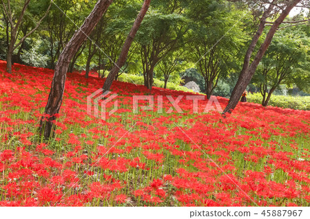 花，插花 45887967