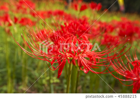 花,插花 花,插花 45888215