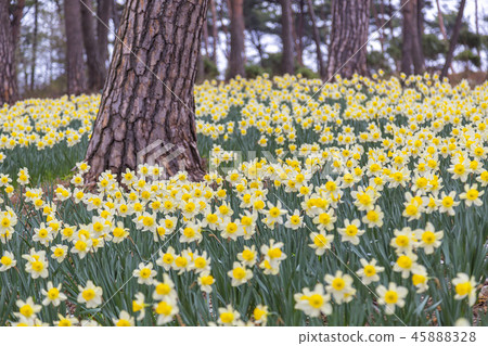 韓國忠清南道，Seosan，有機屋 45888328