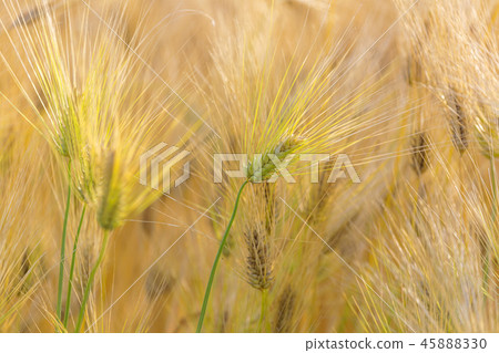 農作物，大麥田 45888330