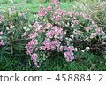 Wild chrysanthemum blooming in the autumn field 45888412