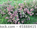 Wild chrysanthemum blooming in the autumn field 45888415