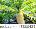 Radish near harvest 45888425