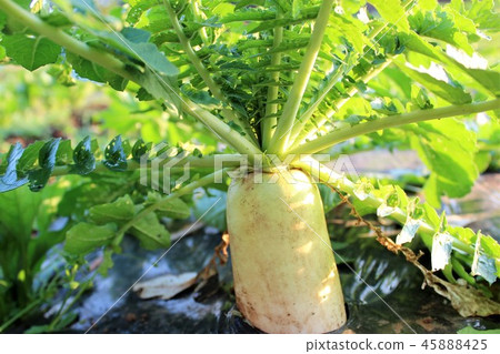 Radish near harvest 45888425