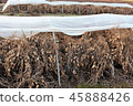 Groundnuts of eight streets in Chiba Prefecture during traditional sun-drying 45888426