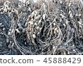 Groundnuts of eight streets in Chiba Prefecture during traditional sun-drying 45888429