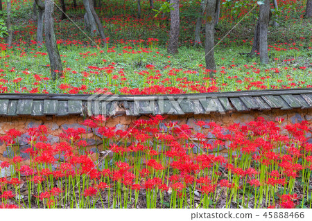 全羅南道，榮耀， 45888466