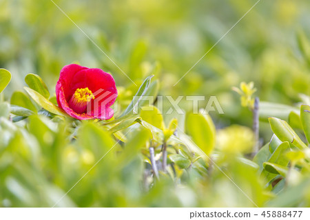 花,山茶花 花,山茶花 45888477