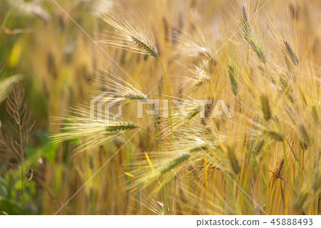 Crops, barley field Crops, barley field 45888493
