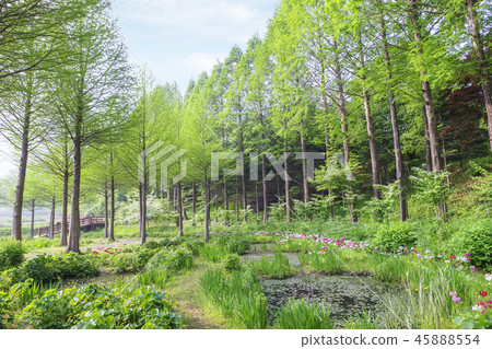 韓國京畿道龍仁市漢澤植物園 韓國京畿道龍仁市漢澤植物園 45888554