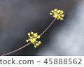 Jeonnam, Travel, showplace 45888562