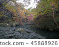 Tokyo Metropolitan Garden 45888926