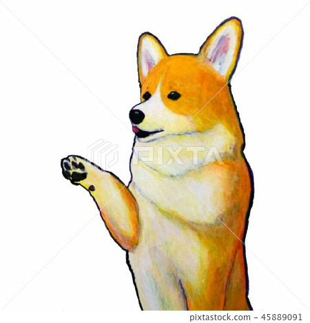 柯基犬站起來抬起一條腿 柯基犬站起來抬起一條腿 45889091