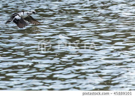 Miko Aisa flying over the water 45889101