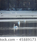Swan Lake 45889173