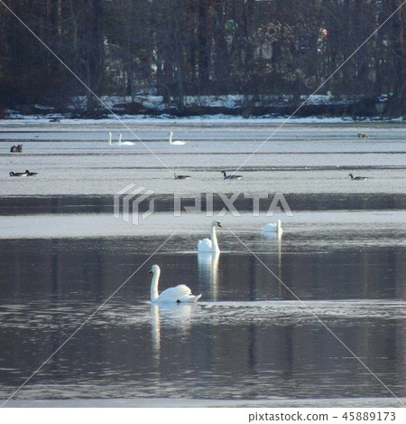 Swan Lake Swan Lake 45889173