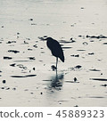 Birds and nature 45889323