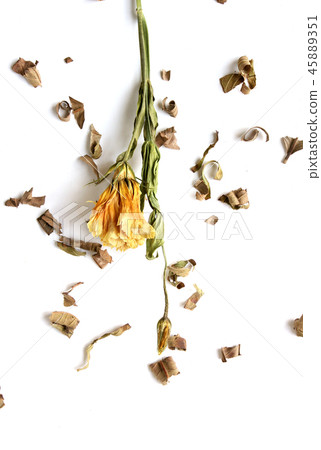 Dry flower 45889351