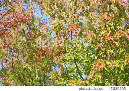 Toukaede autumn leaves Toukaede autumn leaves 45889395