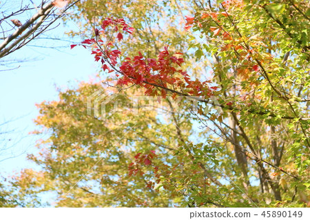 Toukaede autumn leaves 45890149