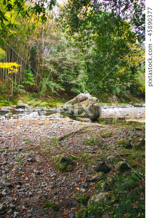 Autumn leaves of Agatsuma Gorge 45890377