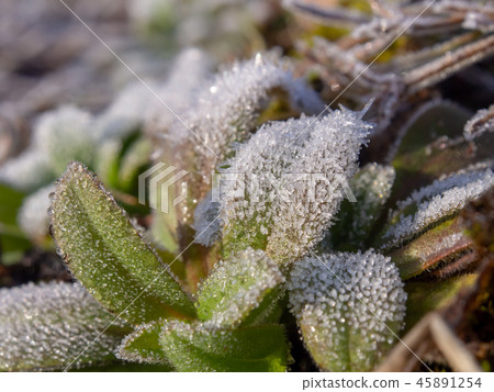 結霜的草植物冷的冬天早晨 45891254