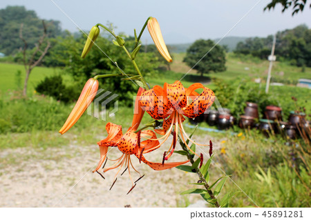 Lily flower Lily flower 45891281