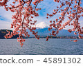 富士河口湖2的櫻花 45891302