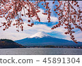 富士山櫻花在川口湖4 45891304