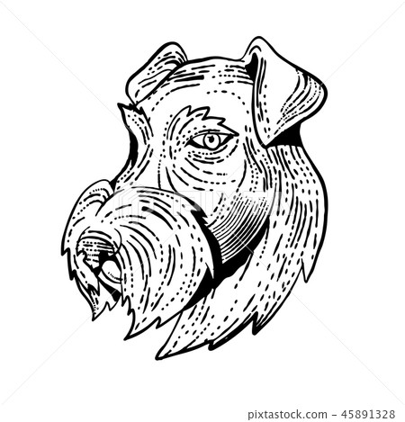 Airedale Terrier Head Etching Black and White Airedale Terrier Head Etching Black and White 45891328