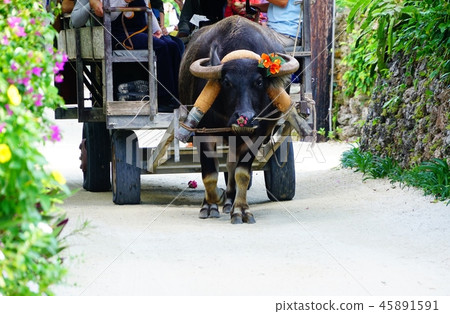 竹富島水牛城 45891591