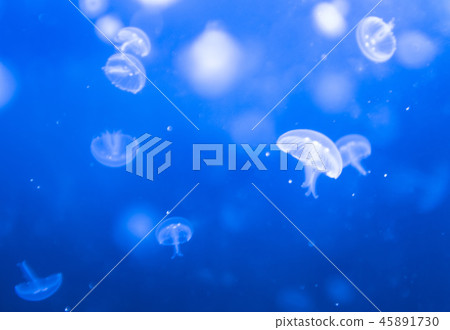籠子 籠子 45891730